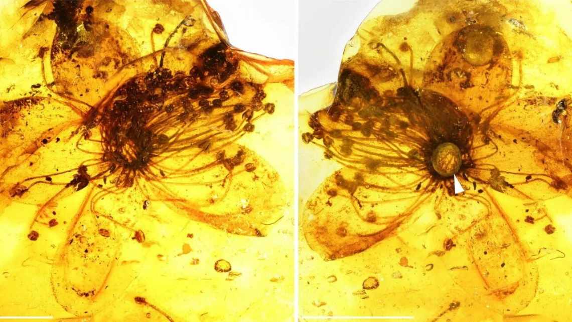 Преждевременное прорастание: семена сосновой шишки возрастом 40 миллионов лет, заключенные в янтарь