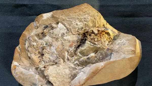 Международная группа исследователей обнаружила новый тип окаменелостей