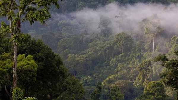 Тропические леса в горах Африки накапливают больше углерода, чем предполагалось